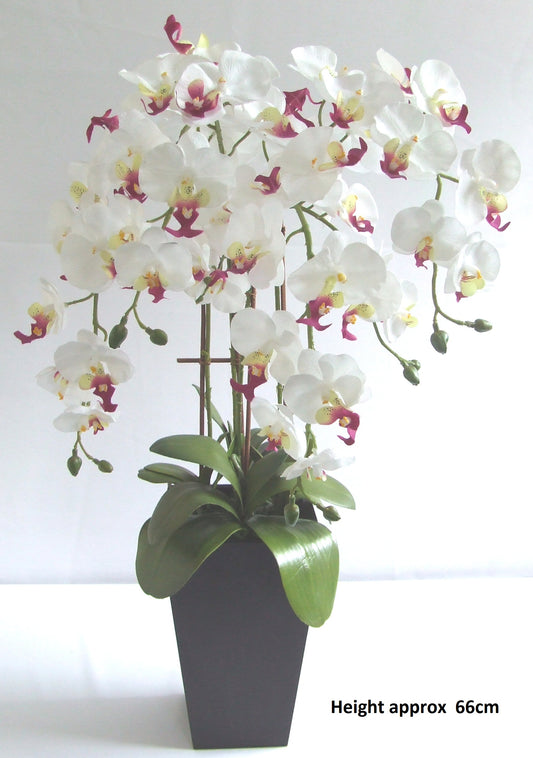 Large Orchid White/Pink